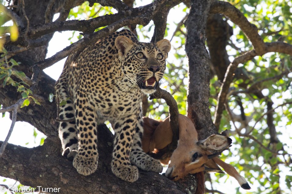 <h2>The Best of South Africa Escorted 2023</h2> 14 Nights | 6 Rounds | March 11 - 25